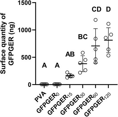 Bioconjugation of a Collagen-Mimicking Peptide Onto Poly(vinyl alcohol) Encourages Endothelialization While Minimizing Thrombosis